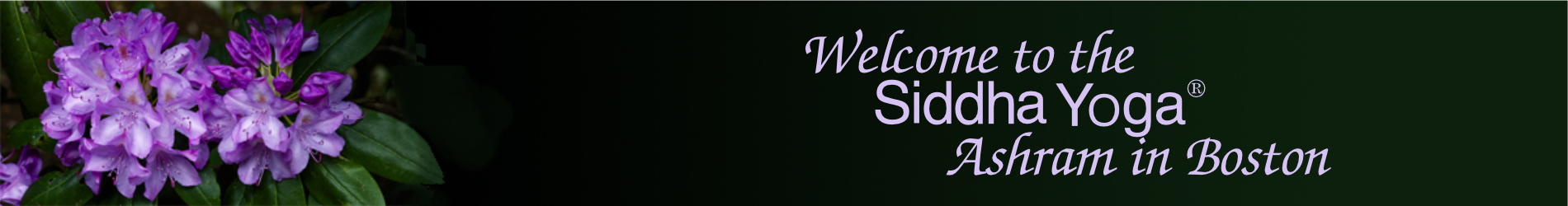 Boston-Ashram-rhododendron-banner